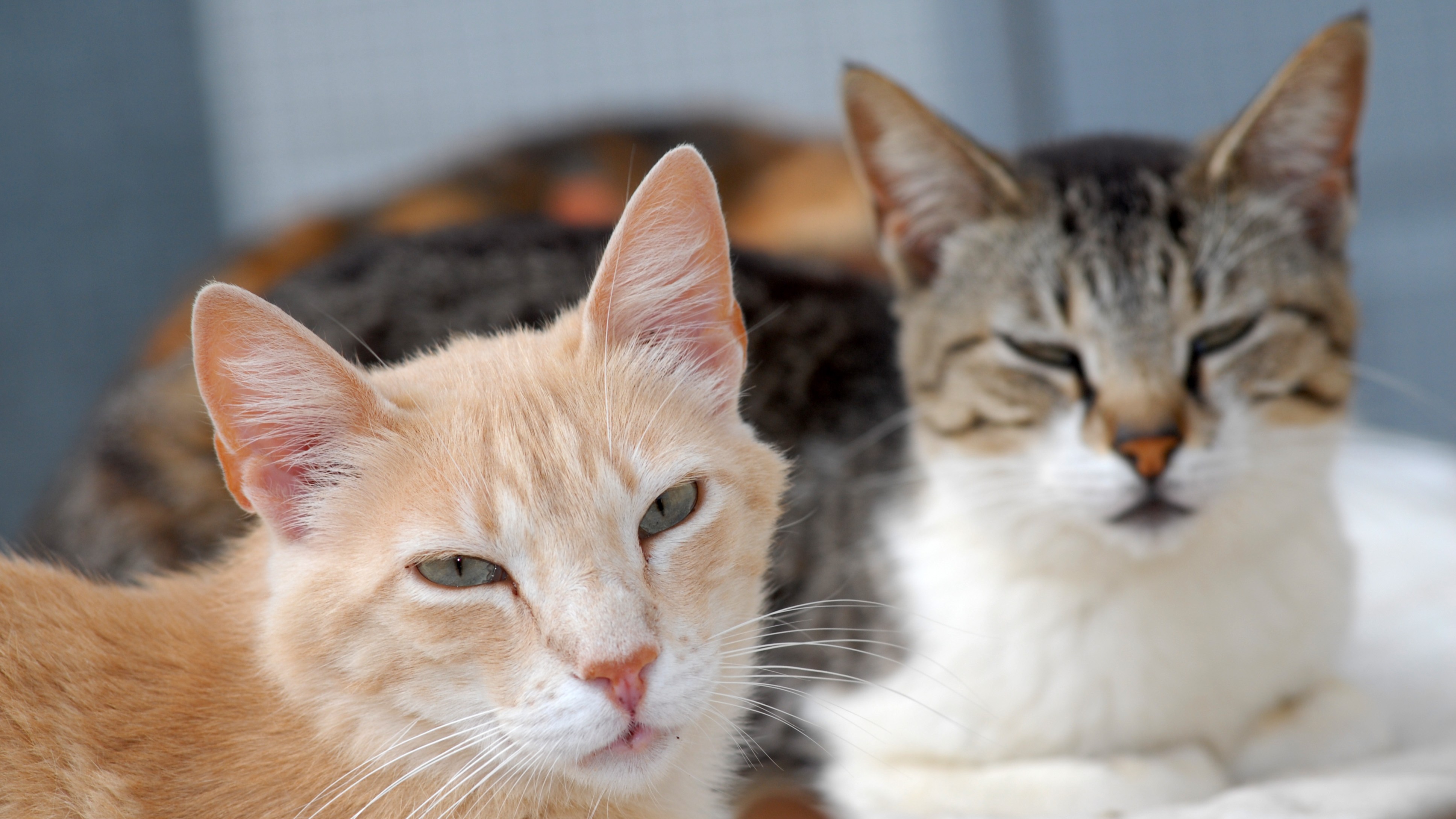 Gripe aviar en mascotas: Los gatos están potencialmente en riesgo   
