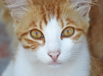 Endlich! Katzenschutzverordnung für Hamburg tritt in Kraft Endlich! Katzenschutzverordnung für Hamburg tritt in Kraft