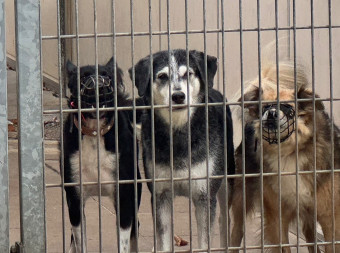 Bundeshaushalt droht Tierheime im Stich zu lassen - dringend benötigte Investitionsmittel stehen auf der Kippe   